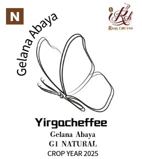 耶加雪菲 花之語 金雷娜日曬G1