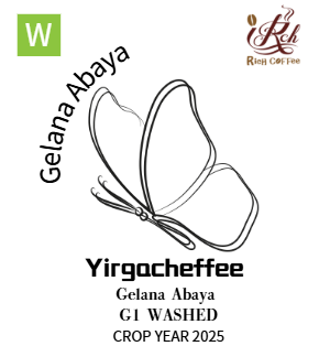 耶加雪菲 風之語 金蕾娜  水洗G1 