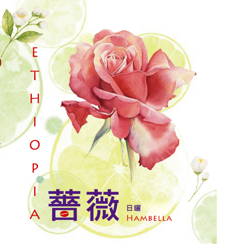 罕貝拉 薔薇 日曬 特規