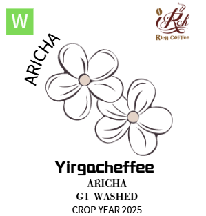 耶加雪菲 風之戀  艾瑞嘉 水洗G1